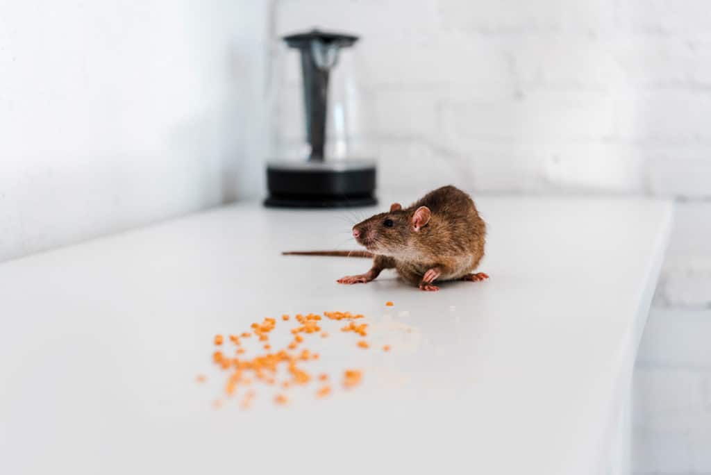 rat eating food left on the table