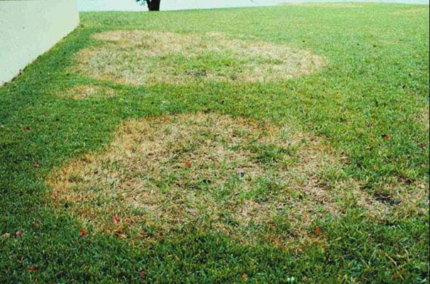 Large brown patches on a lawn next to a house.