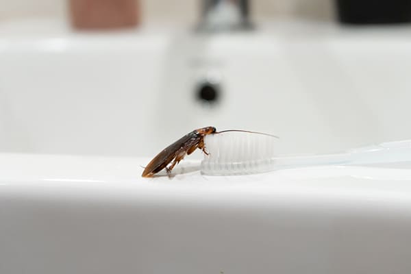 A roach in the bathroom sink. Problem insects Tempco Pest Control of Fort Myers treat.