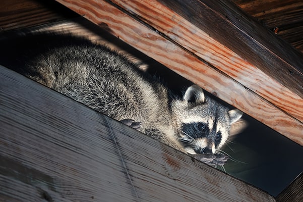 Raccoon in an attic before tempco pest control does rodent removal and attic restoration