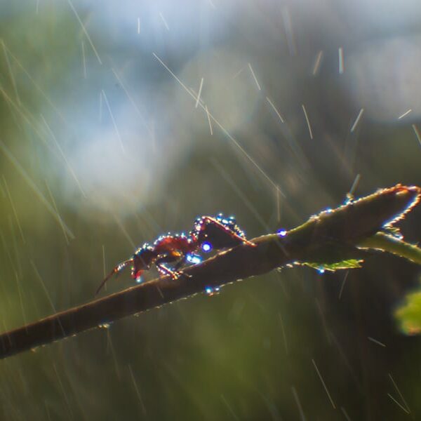ant-crawling-along-thin-twig-during-heavy-rain-stormrain-hurricane-concept